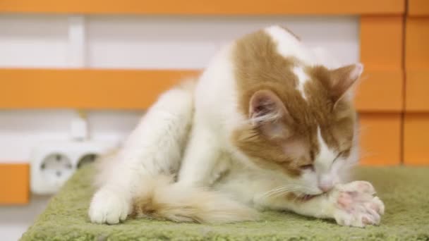 Cat si lava su un cuscino e va a dormire — Video Stock