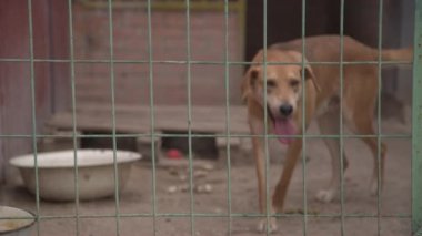 Köpek evde beslenen hayvan sığınak içinde