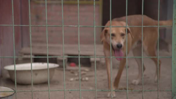Perro en refugio para mascotas — Vídeo de stock