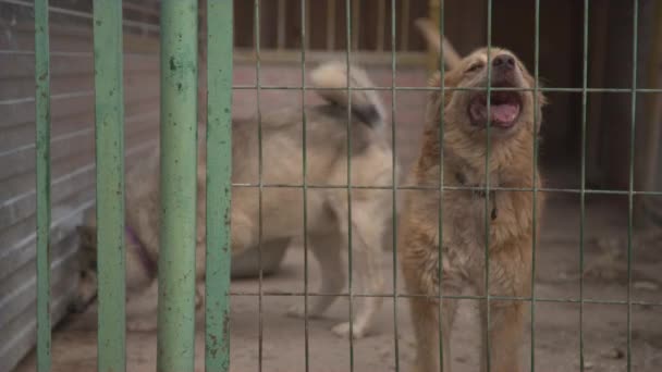 Evde beslenen hayvan sığınak havlayan köpekler — Stok video
