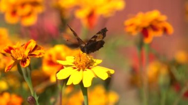 Nymphalis urticae kelebek 