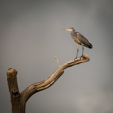 Gri balıkçıl izole ölmekte olan şube üzerinde tünemiş. (Ardeidae)