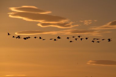 Flock of Canada Geese heading south, migrating in the glow of the winter sun, with clouds clipart