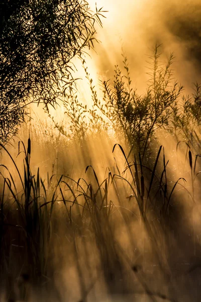 Golden sun rays through bushes on a  misty morning. — Stock Photo, Image