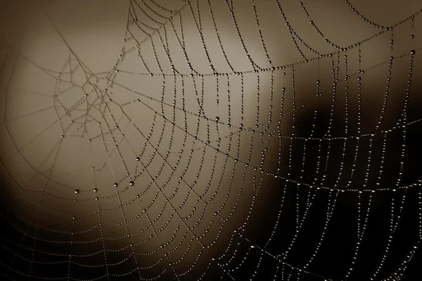 Jewel in a cobweb Cobweb covered in the morning dew as the sun is rising — Stock Photo, Image