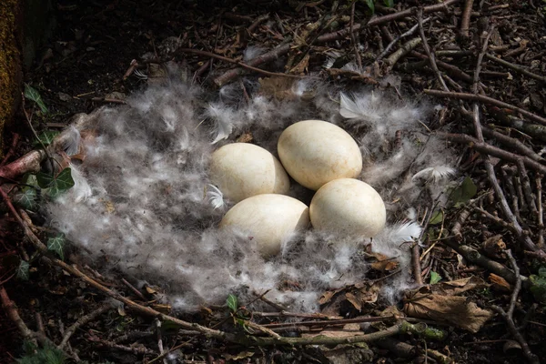 Geese eggs laid in nest on the ground by wild canadian geese, lined with feathers. — Stock Photo, Image