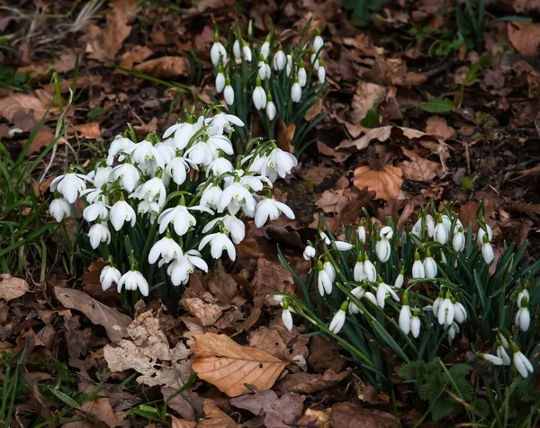Ortak kardelen (Galanthus nivalis) altın yaprağı ile büyüyen