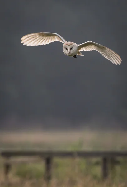 Búho de granero cazando temprano en la mañana sobre prados salvajes con luz a través de plumas de alas (Tyto alba ) — Foto de Stock