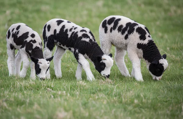 Tres corderos blancos y negros en un campo comiendo hierba, con cuernos pequeños — Foto de Stock