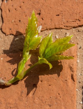 Yeni yaprakları ilkbaharda kırma. duvara karşı büyüyen