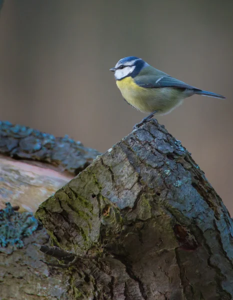 Teta azul encaramada en el tronco viejo en el bosque, con distintivas marcas y plumas azules, amarillas y blancas . — Foto de Stock