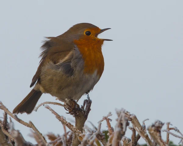 Robin singing on a frosty day. (Erithacus rubecula) — Stock Photo, Image