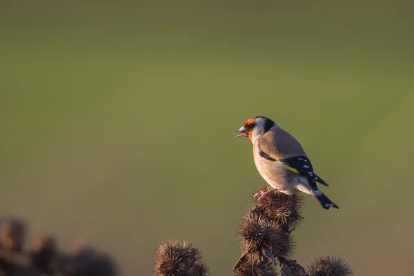 Goldfinch europeu Carduelis carduelis empoleirado comer as sementes da bardana menor Arctium menos — Fotografia de Stock