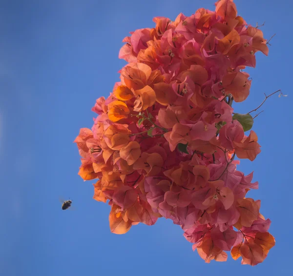 Flores de Bougainvillea de color naranja brillante con abeja acercándose — Foto de Stock
