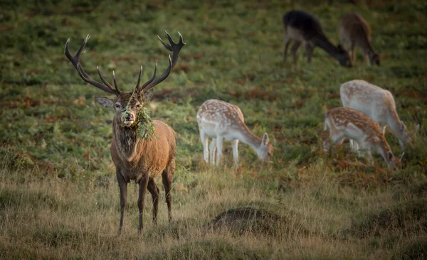 Grand cerf rouge cerf, avec troupeau mixte et fougère fougère fougère sur les grands bois — Photo