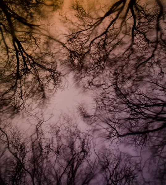 Mirando a través del vidrio húmedo en las copas de los árboles al atardecer en un día lluvioso con los extraños colores de una noche de invierno — Foto de Stock