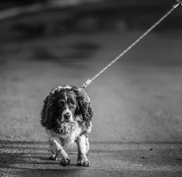 Гуляя с собакой, старый английский спрингер-спаниель гуляет со своим владельцем. На задании с зажженными глазами и тягой к лидерству
