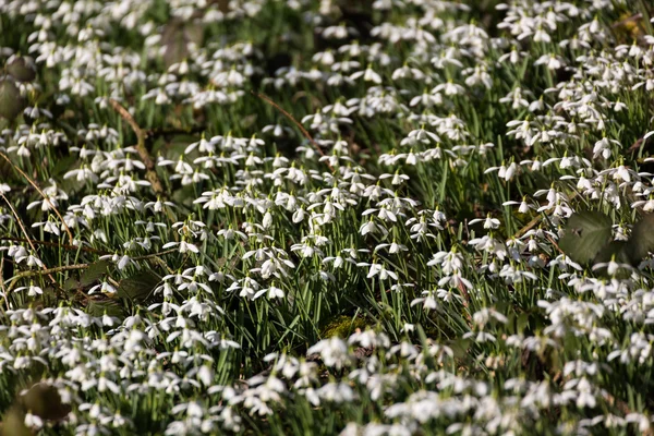 Χαλί από συχνές κεφαλές snowdrops (Galanthus nivalis) υποκλίθηκε στον ήλιο στην άκρη του ξύλου — Φωτογραφία Αρχείου