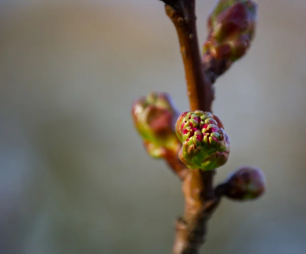 Зимовий цвітіння кущ смородини (Ribes Sangineum) з новим проривом росту Стокове Зображення