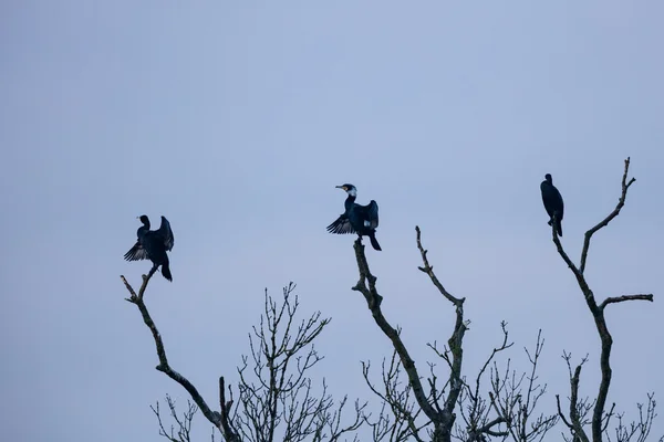 Три баклажани (Phalacrocorax carbo) сидять на гілці мертвого дерева. Висушування та насолода ранковим сонцем . Стокове Фото