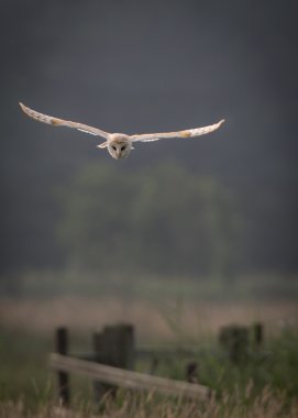 Peçeli baykuş erken sabah hafif bir uçtan bir uca ile vahşi çayırlar üzerinde avcılık