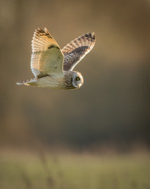 Uçuş (ASIO flammeus vahşi Kısa kulaklı baykuş)