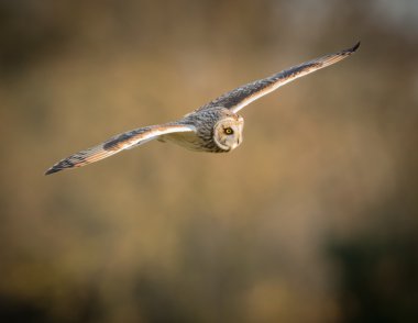 Uçuş (ASIO flammeus düz kanatlı vahşi Kısa kulaklı baykuş)