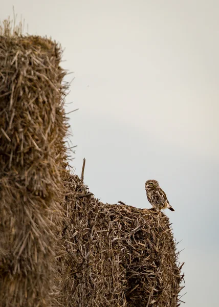 Búho salvaje se sentó en el borde de fardos de heno. (Athene noctua ) —  Fotos de Stock