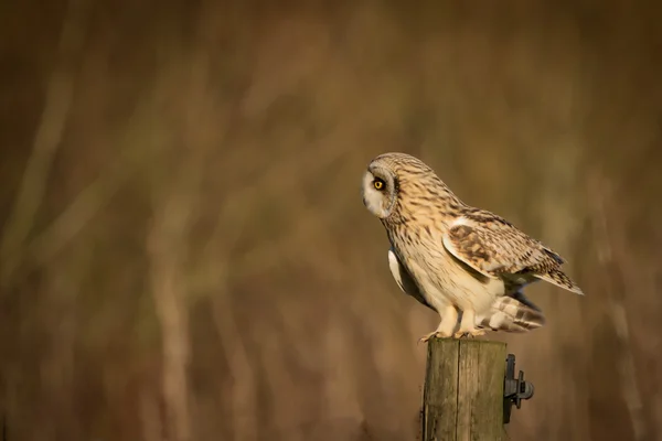 Дика коротка вухата сова сидить на паркані і дивиться на землю — стокове фото