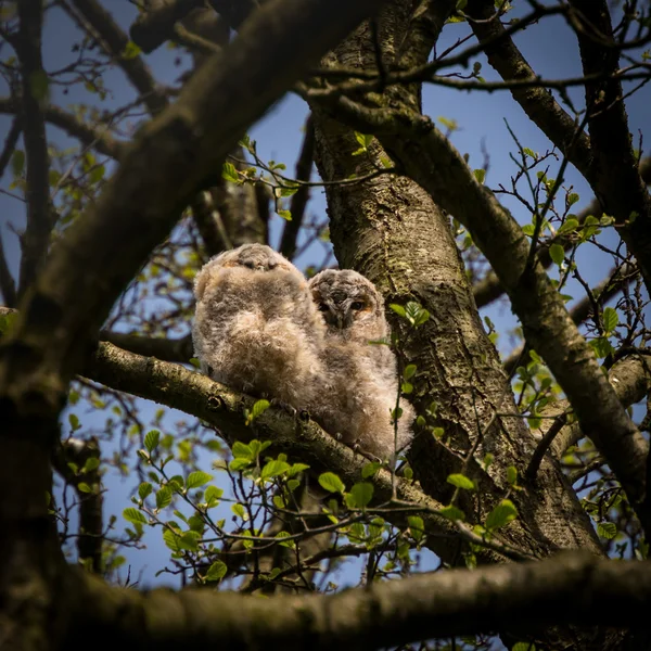Pár divokých tawny owlets větvení (Strix aluco) — Stock fotografie