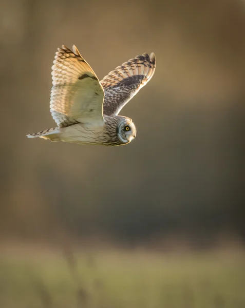 Divoký krátký ušatý v letu (Asio flammeus) — Stock fotografie