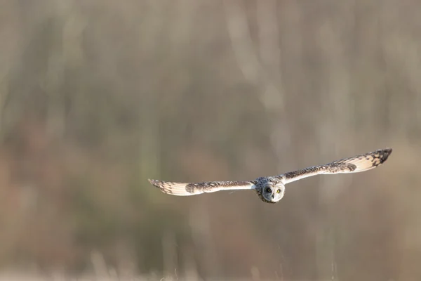 Wild Short eared owl in flight heading straight forward (Asio flammeus) — Stock Photo, Image