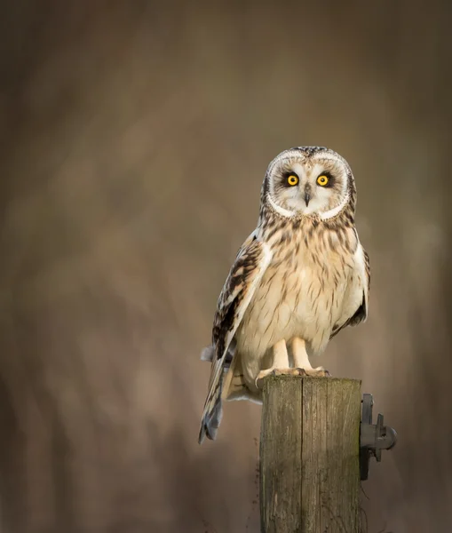 Hibou des marais sauvage assis sur le poteau de clôture et regardant dans l'image (Asio flammeus ) — Photo