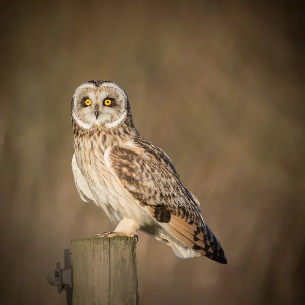 Wild Short eared owl sitting on fence post and staring forwards (Asio flammeus) — Stock Photo, Image