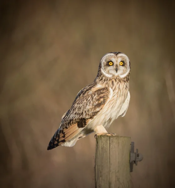 Wilde Kurzohreule sitzt seitlich auf Zaunpfahl — Stockfoto