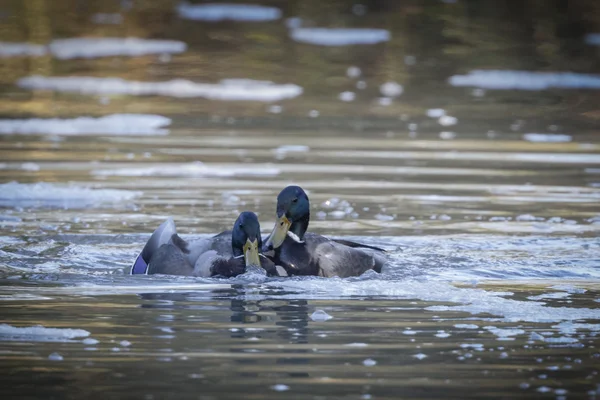 Dos patos macho peleando y tratando de aparearse con la hembra ahogándose 3 —  Fotos de Stock