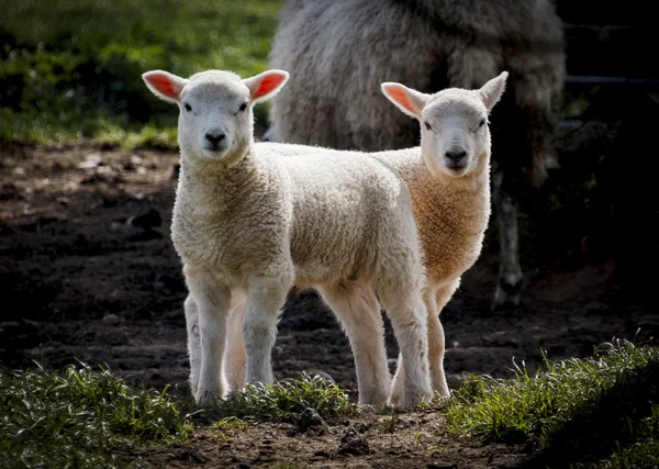 Push én húzza meg, pár a bárányok tavasszal — Stock Fotó