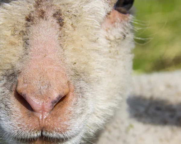 春の野で孤独な子羊の顔のクローズ アップ — ストック写真