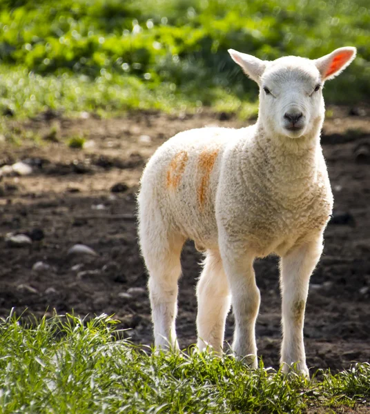 春の野で孤独な子羊 — ストック写真