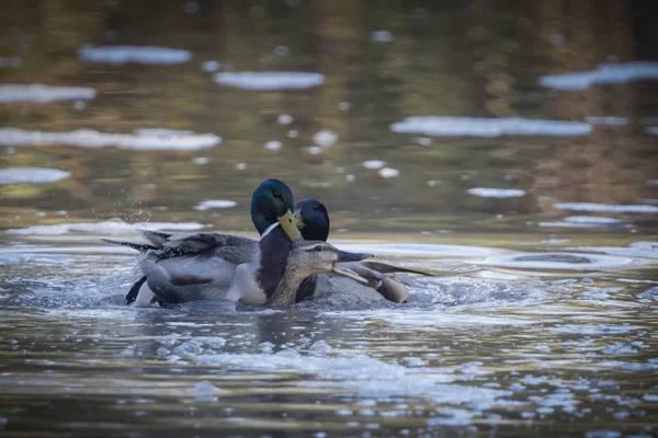 Dos patos macho peleando y tratando de aparearse con una hembra ahogándose —  Fotos de Stock