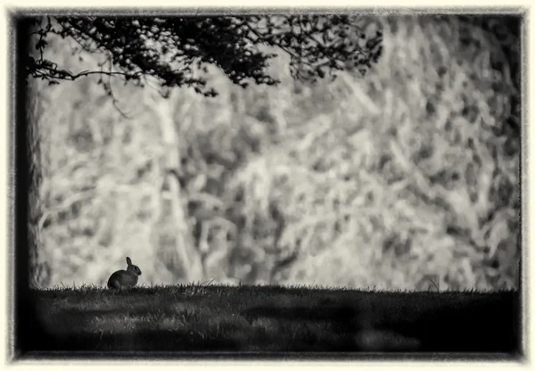 Watership Down obras de arte inspiradas, conejo / liebre sentado con un sol bajo contemplando . — Foto de Stock