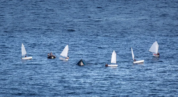 Having fun! Learning to sail, dinghy toppers bobbing in various states on a blue sea. — Stock Photo, Image