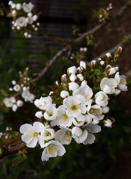 Armut çiçeği bahar, armut çiçeği meyve bahçesi içinde kapalı şube. — Stok fotoğraf