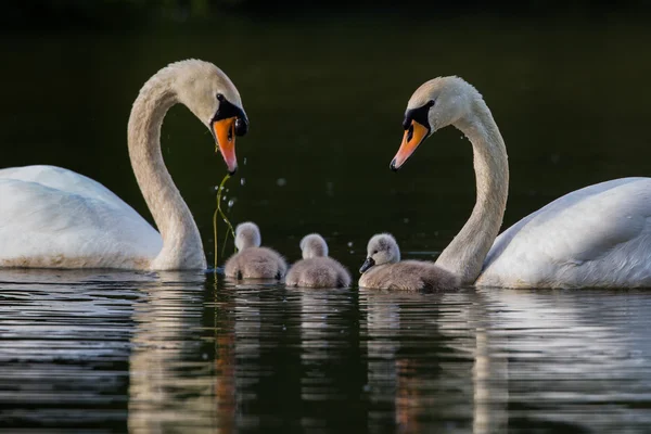 Par svanar med tre cygnets i en familjeenheten — Stockfoto