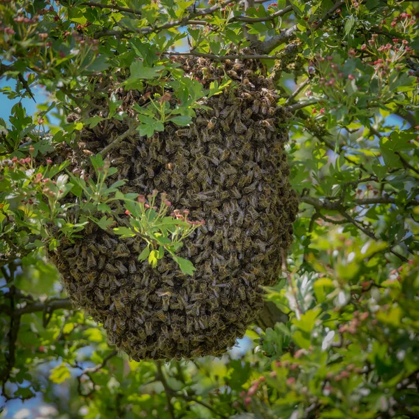 Abeja de miel enjambre en grupo grande — Foto de Stock