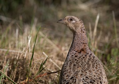 vahşi kuş, dişi sülün (phasianus colchicus) 2