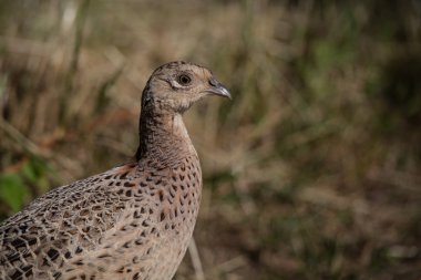 vahşi kuş, dişi sülün (phasianus colchicus) 1