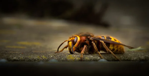 Avrupa Hornet Vespa crabro (Linnaeus) — Stok fotoğraf