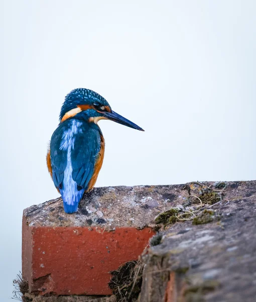 Wild Kingfisher sat on edge of lock bricks — Stock Photo, Image