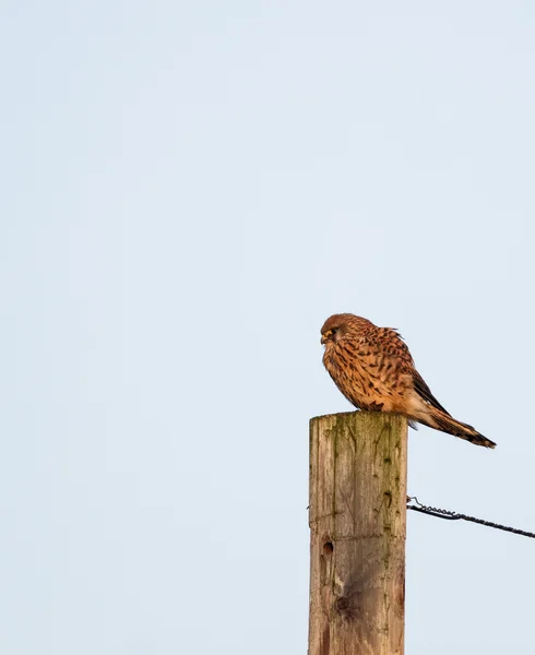 Kestrel était assis sur le poteau à la recherche de proies — Photo